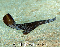 Seagrass ghost pipefish taken in Ras Mohamed Park with E300. by Nikki Van Veelen 